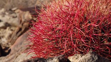 沙漠桶仙人掌铁仙人掌圆柱形约书亚树国家公园南加州